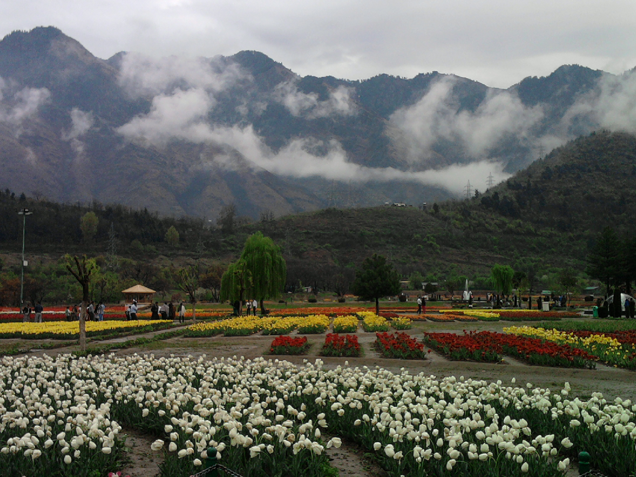 Kashmir Tulip